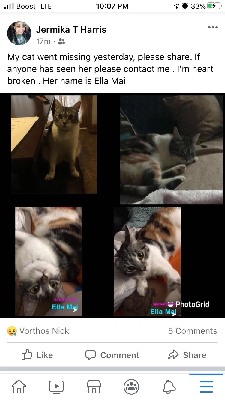 Lost cat in Charleston, WV, 25387