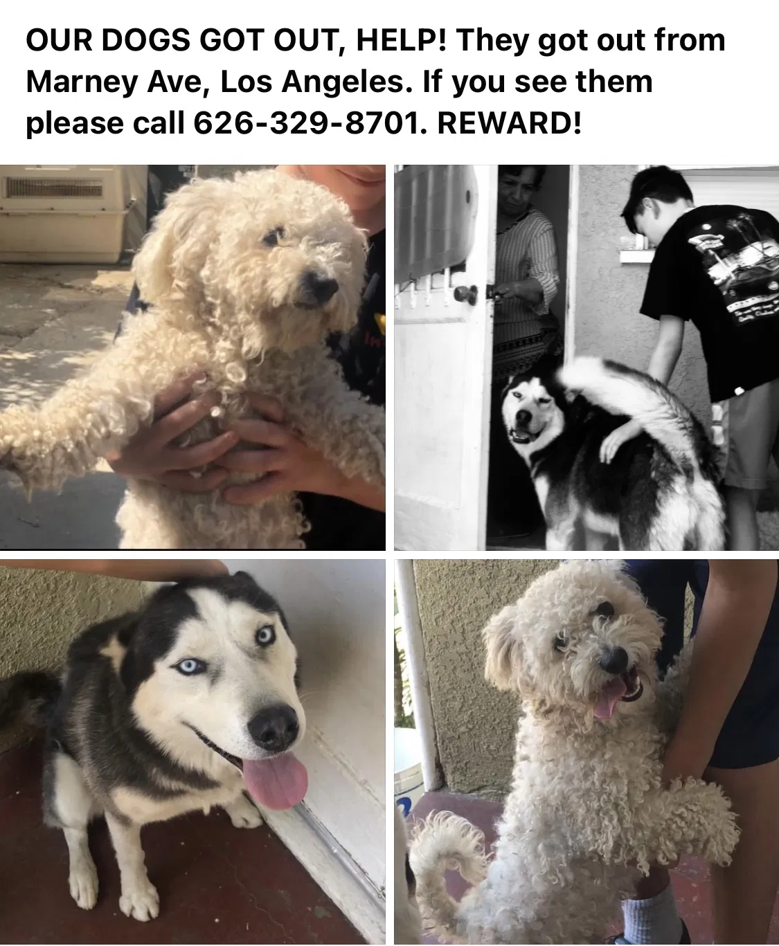 Lost dog in Los Angeles, CA, 90032
