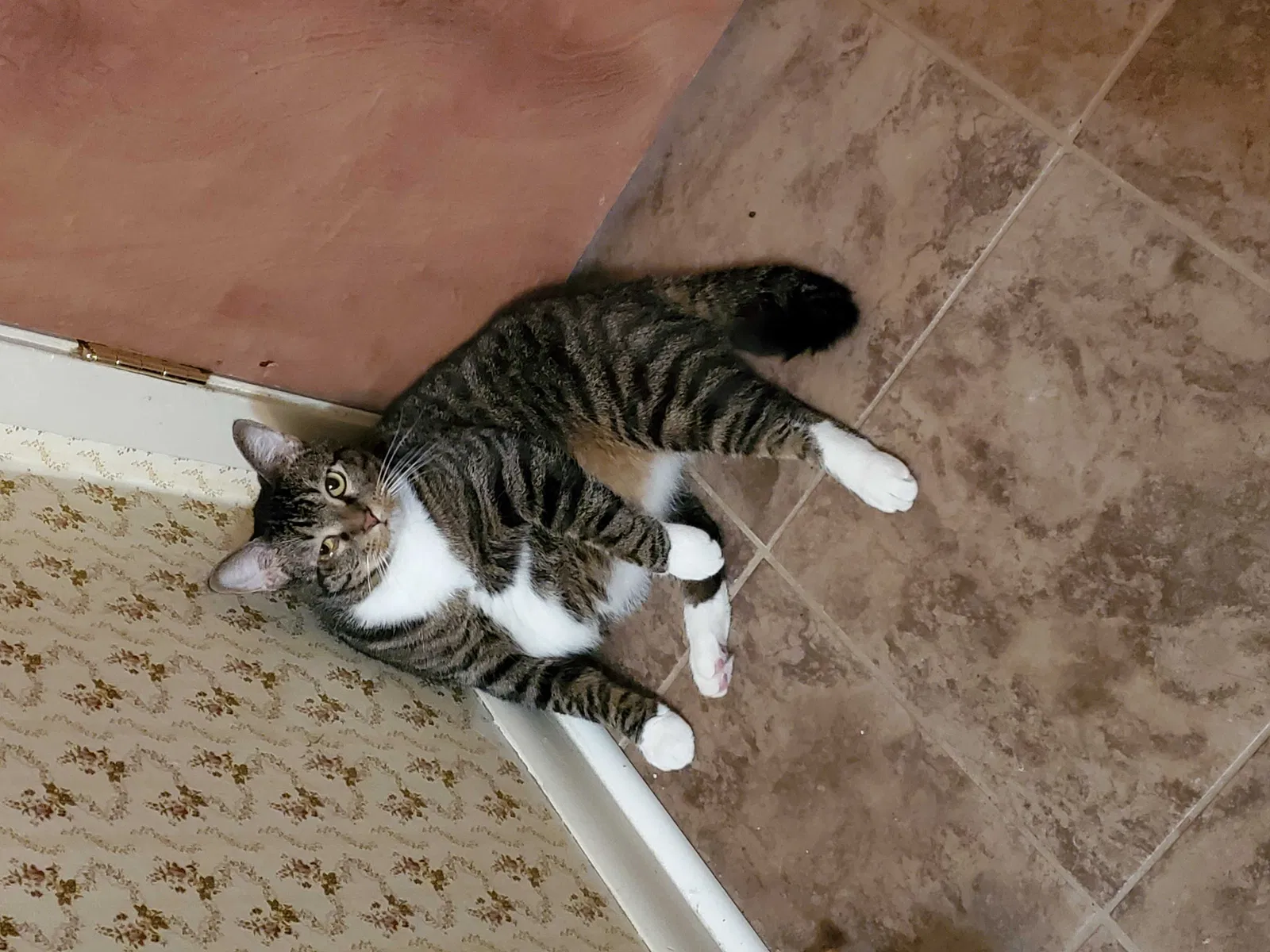 Lost cat in Conway, AR, 72034