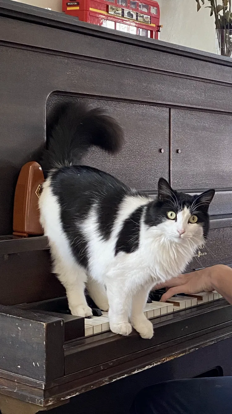 Lost cat in Long Beach, CA, 90805
