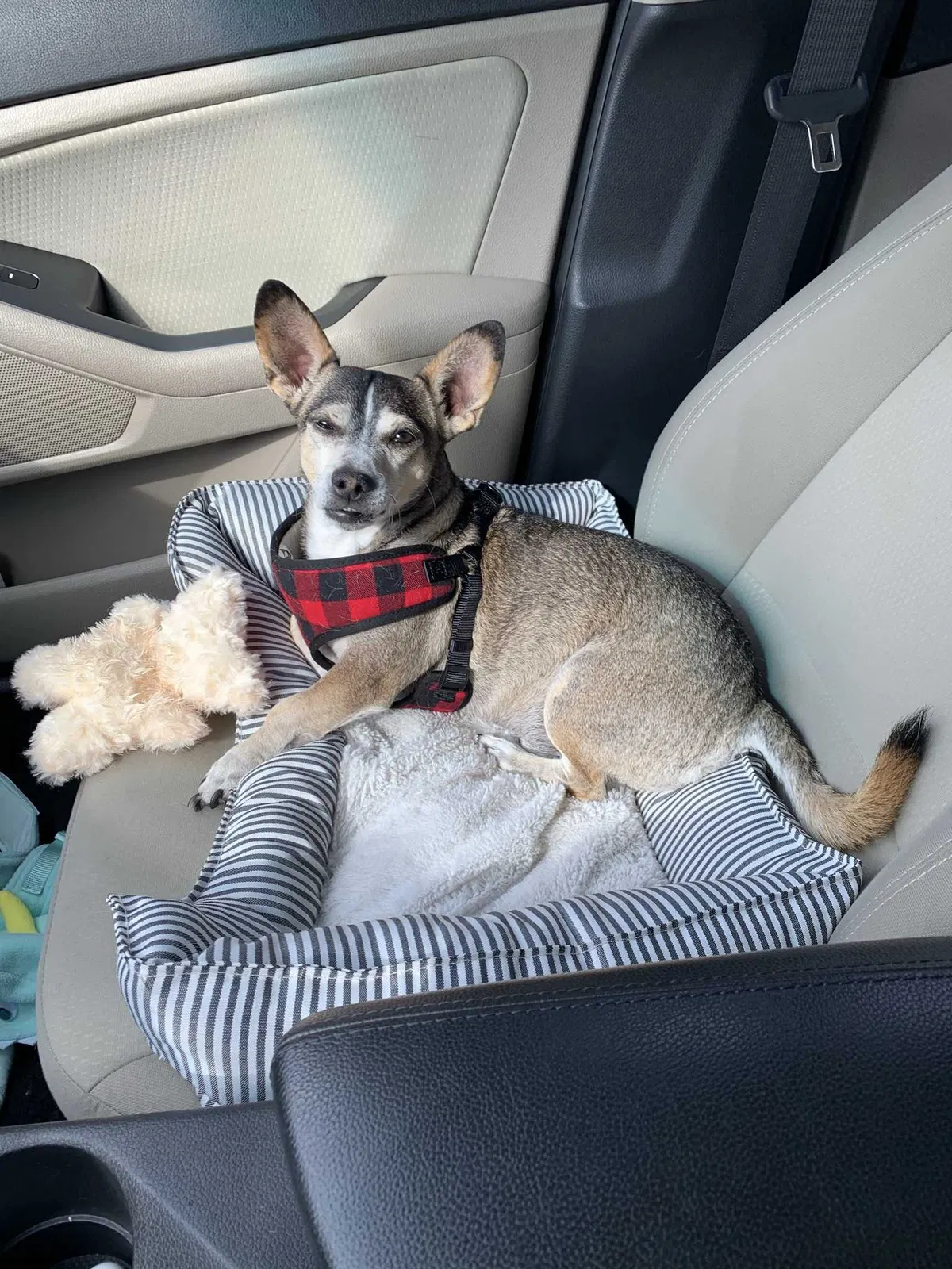 Lost dog in Santa Ana, CA, 92707