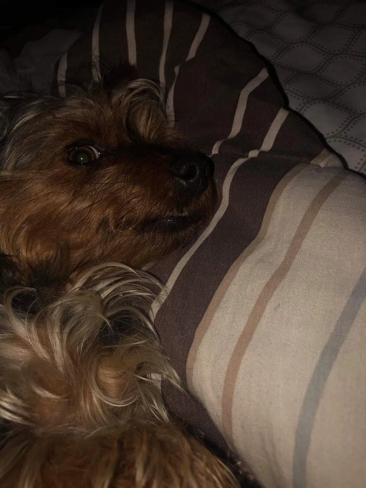 Lost dog in Springfield, IL, 62703