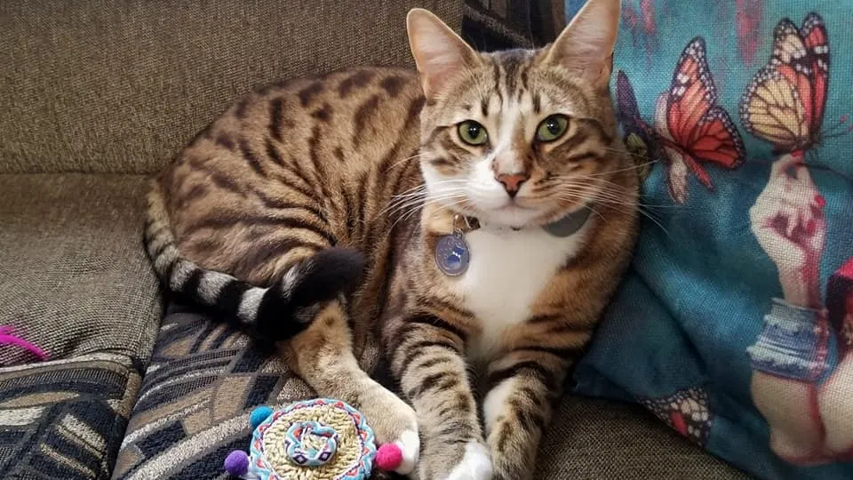 Lost cat in El Cajon, CA, 92020