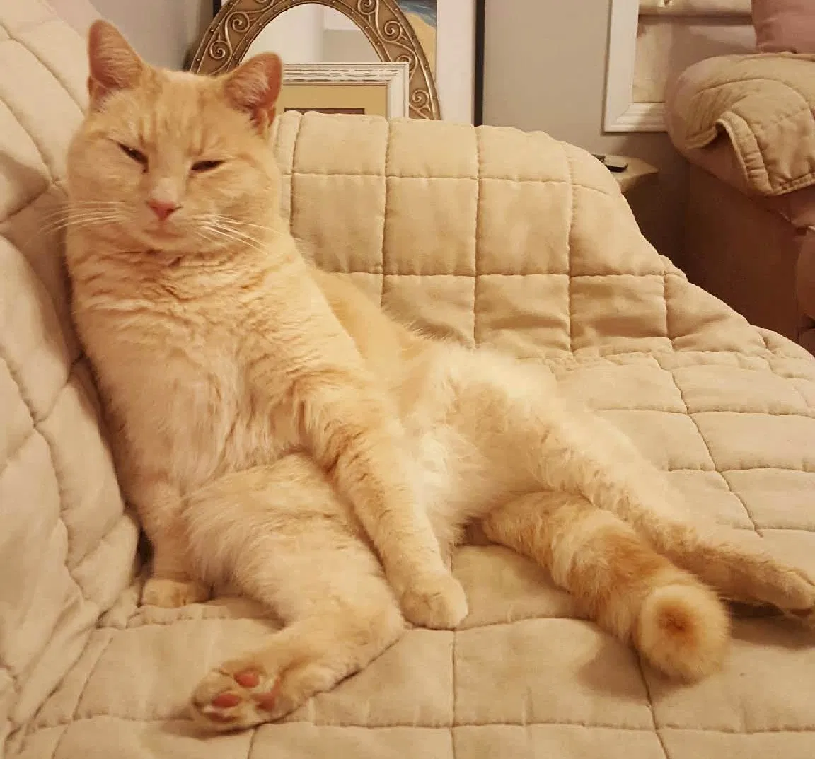 Lost cat in Jonesborough, TN, 37659