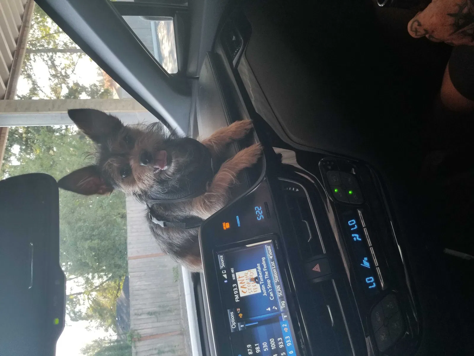 Lost dog in Tacoma, WA, 98424