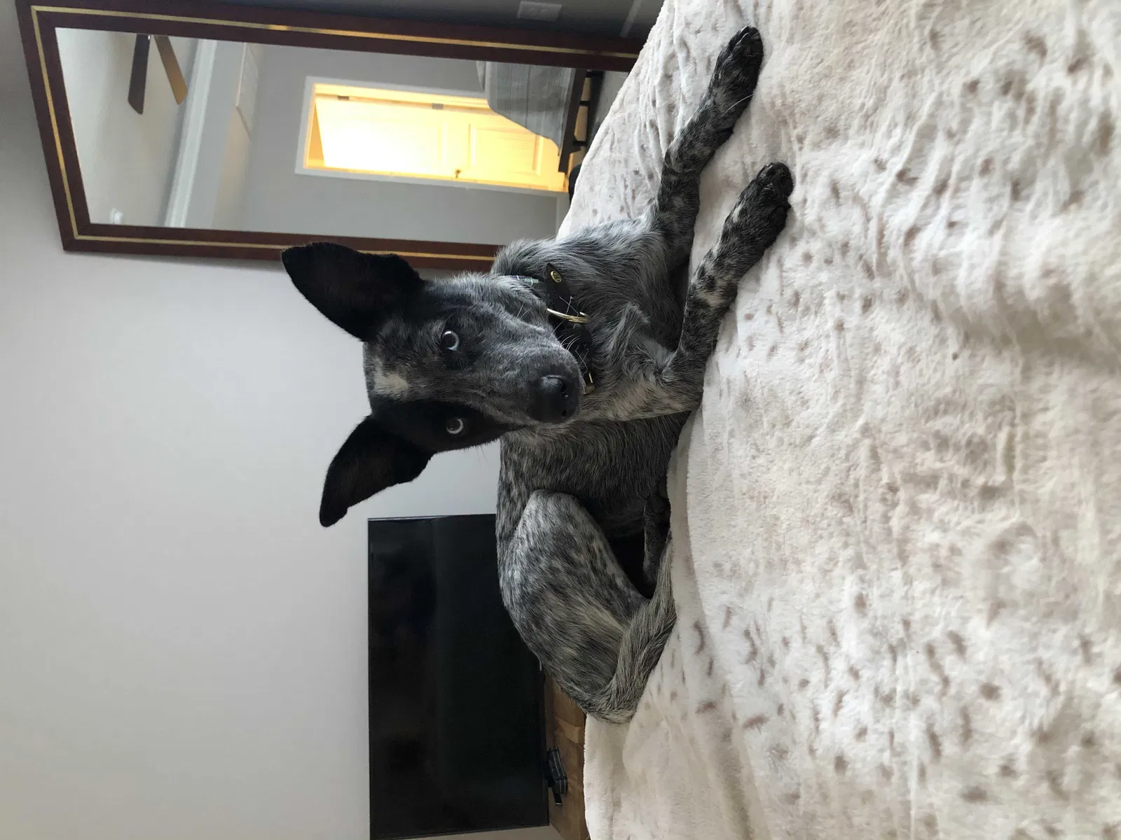 Lost dog in Lyman, SC, 29365