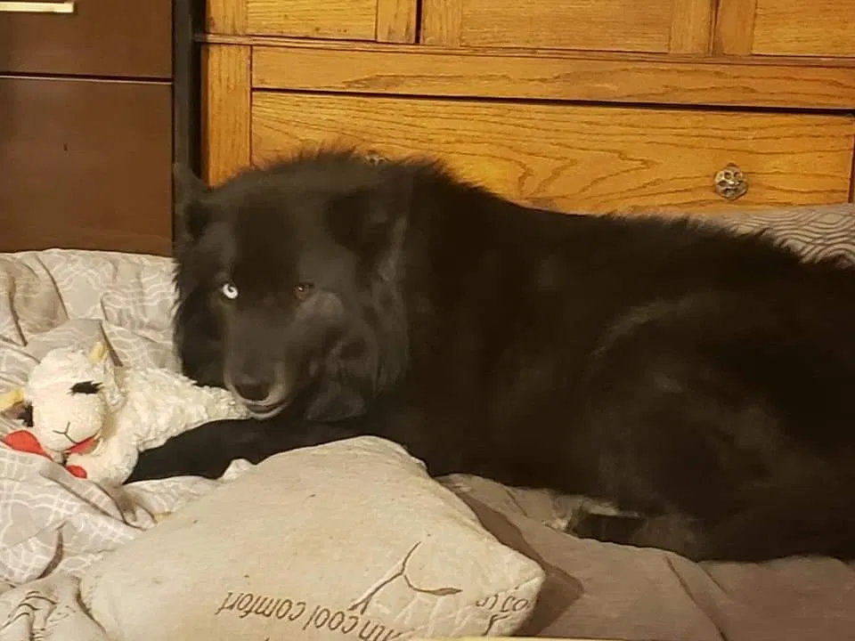 Lost dog in La Grande, OR, 97850