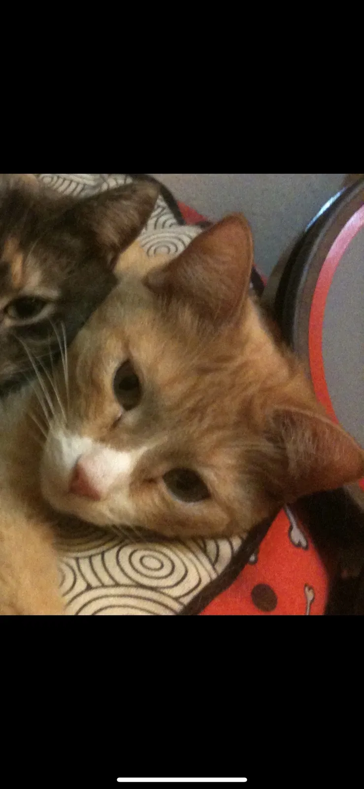 Lost cat in Denver, CO, 80232
