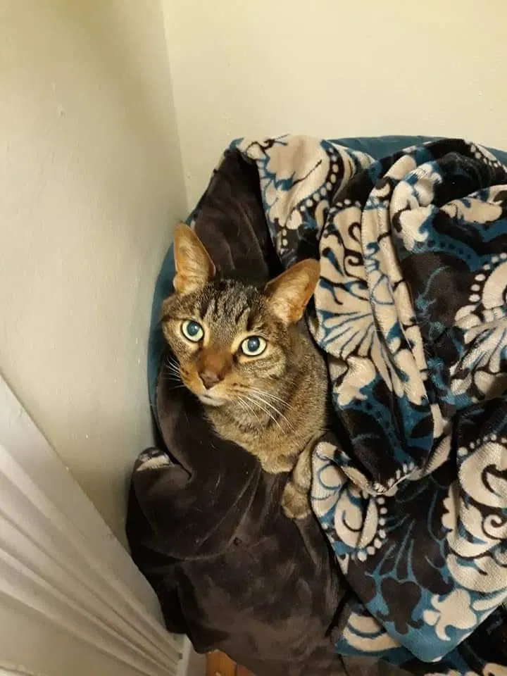 Lost cat in Saint Cloud, MN, 56303