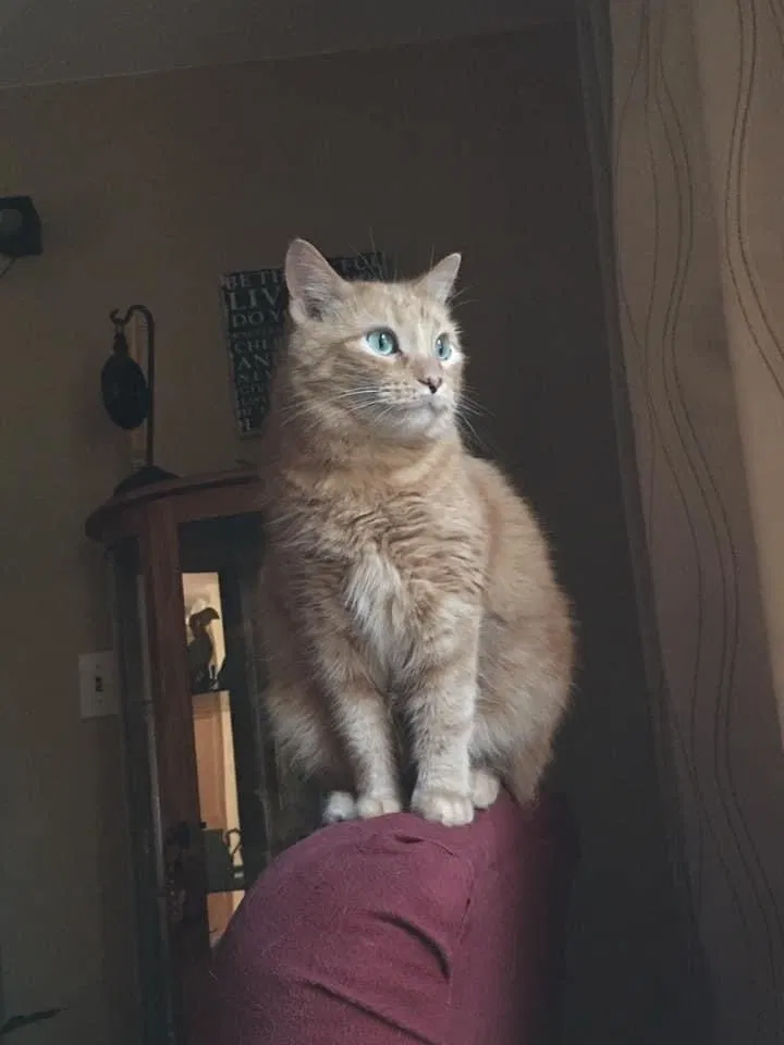 Lost cat in Johnson Creek, WI, 53038