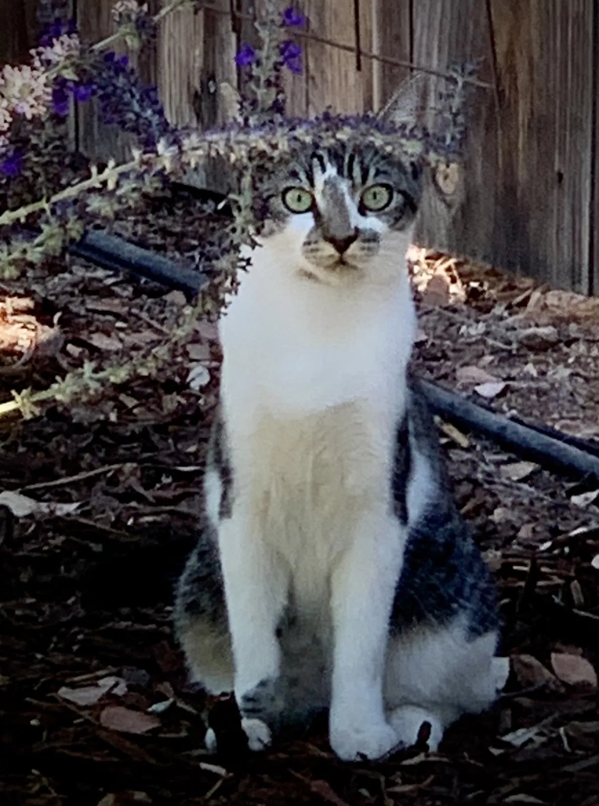 Lost cat in Fresno, CA, 93722