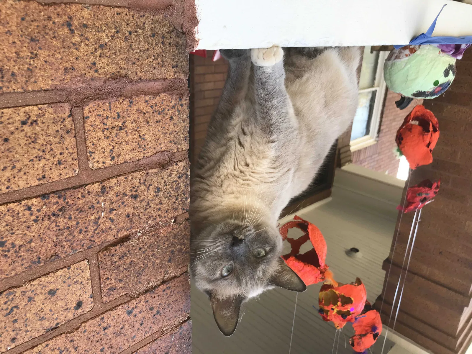 Lost cat in Columbus, OH, 43206