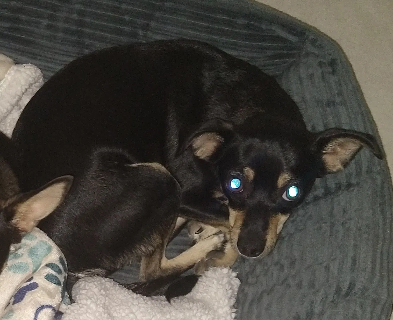Lost dog in North Las Vegas, NV, 89031