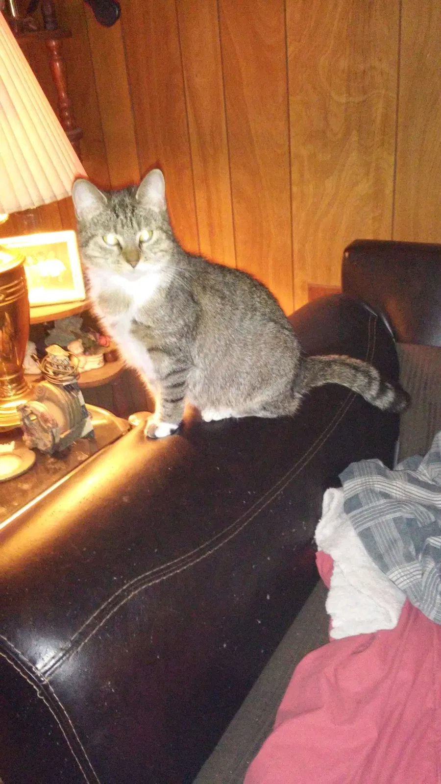 Lost cat in Westland, MI, 48186