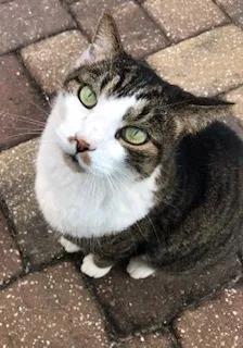 Lost cat in Saint Johns, FL, 32259