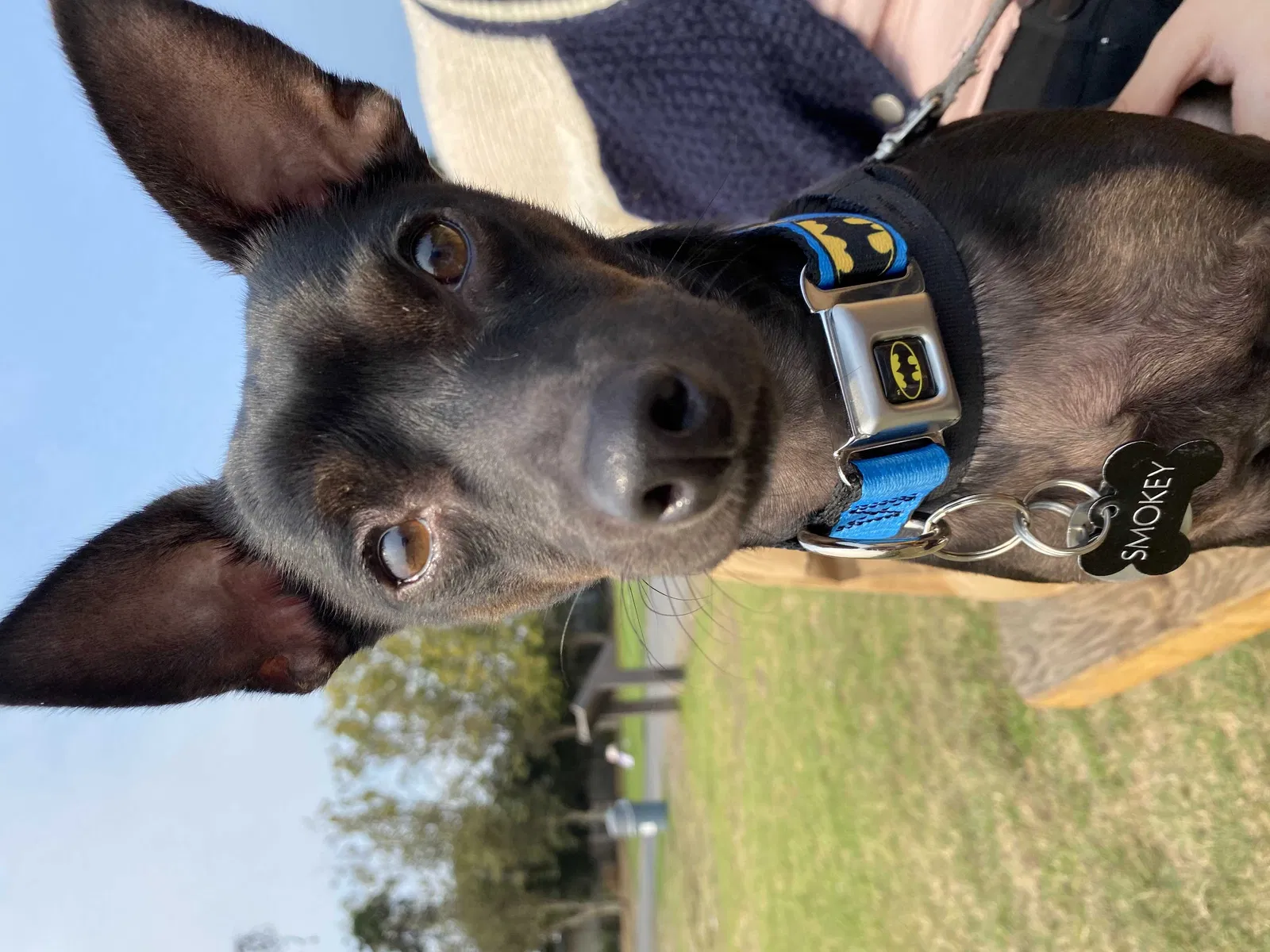 Lost dog in Santa Rosa, CA, 95401