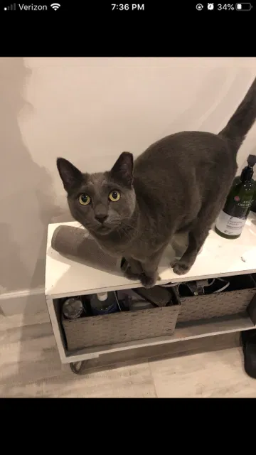 Lost cat in Phoenix, AZ, 85020