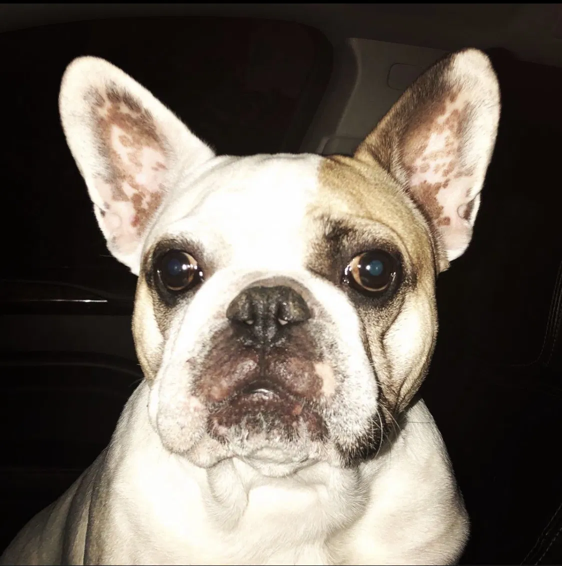 Lost dog in Vacaville, CA, 95687