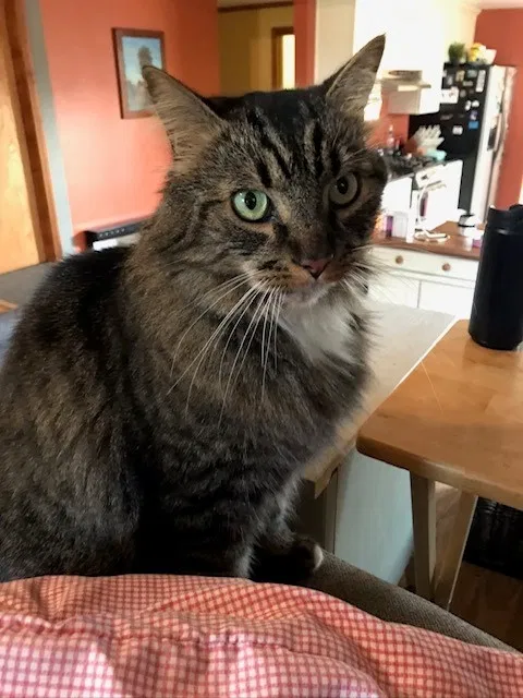 Lost cat in Puyallup, WA, 98371