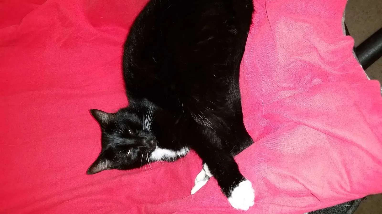 Lost cat in Riverbank, CA, 95367