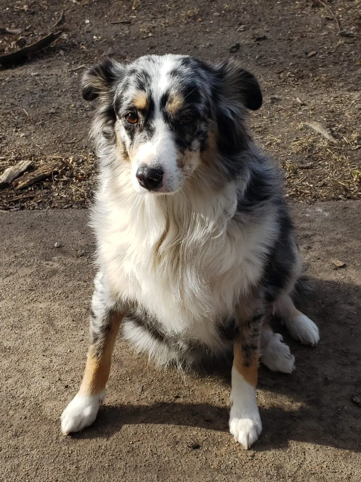 Lost dog in Bartlesville, OK, 74006