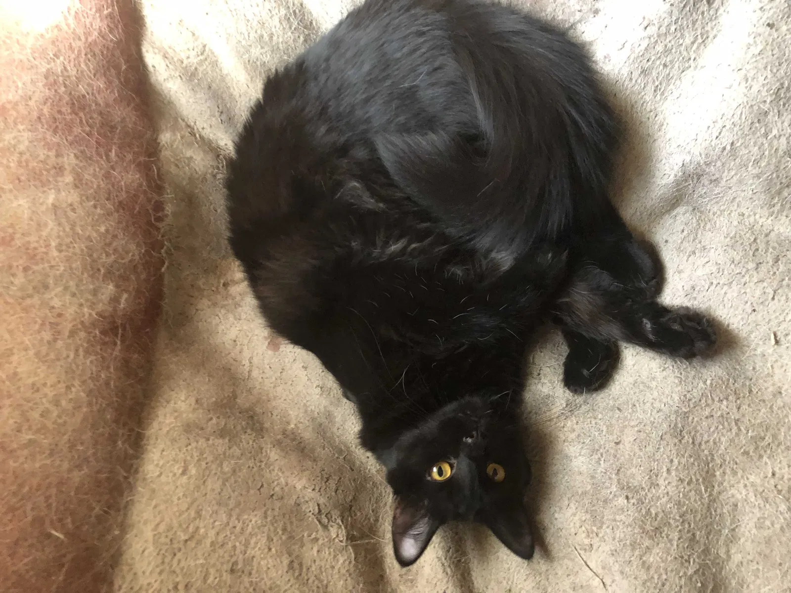 Lost cat in Glendale, AZ, 85302