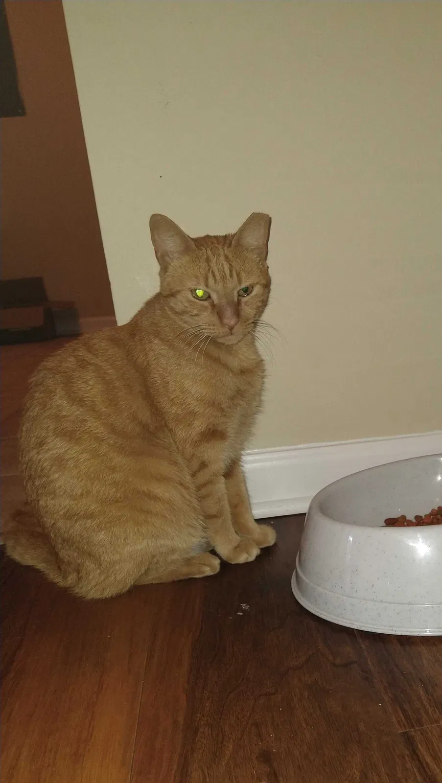 Lost cat in Rolling Meadows, IL, 60008