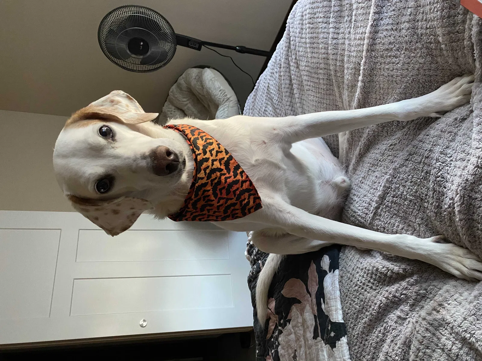 Lost dog in Mount Vernon, WA, 98273