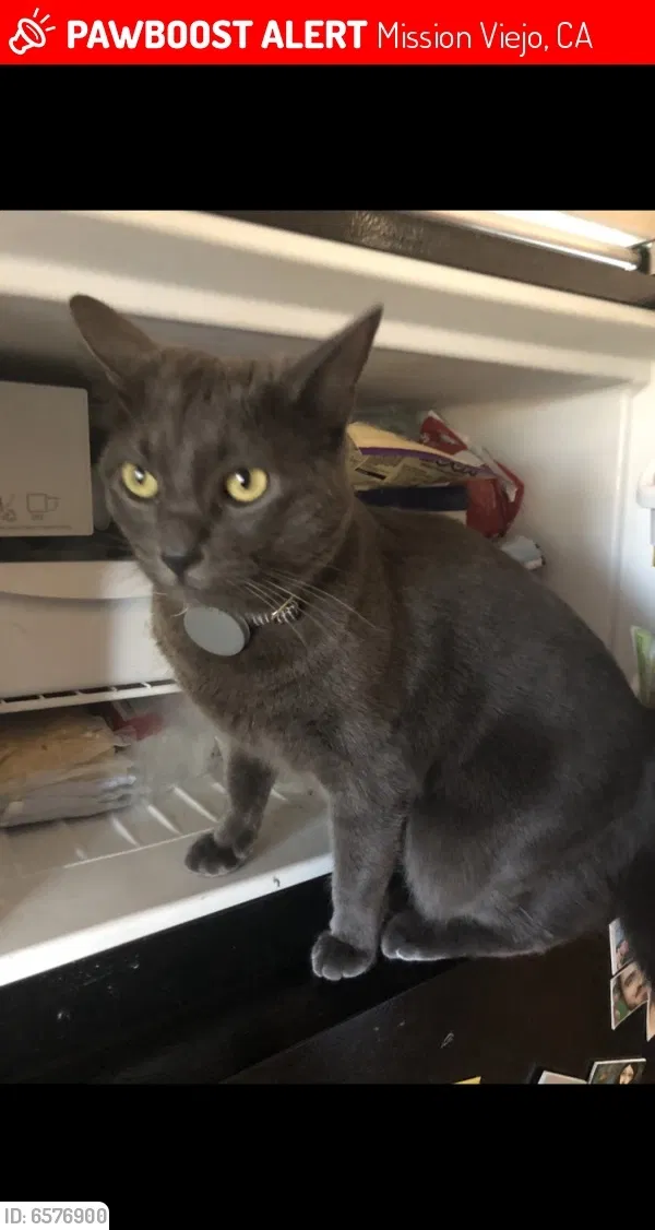 Lost cat in Mission Viejo, CA, 92692