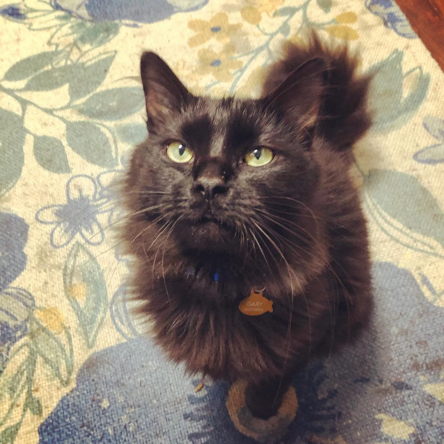 Lost cat in Bristol, TN, 37620