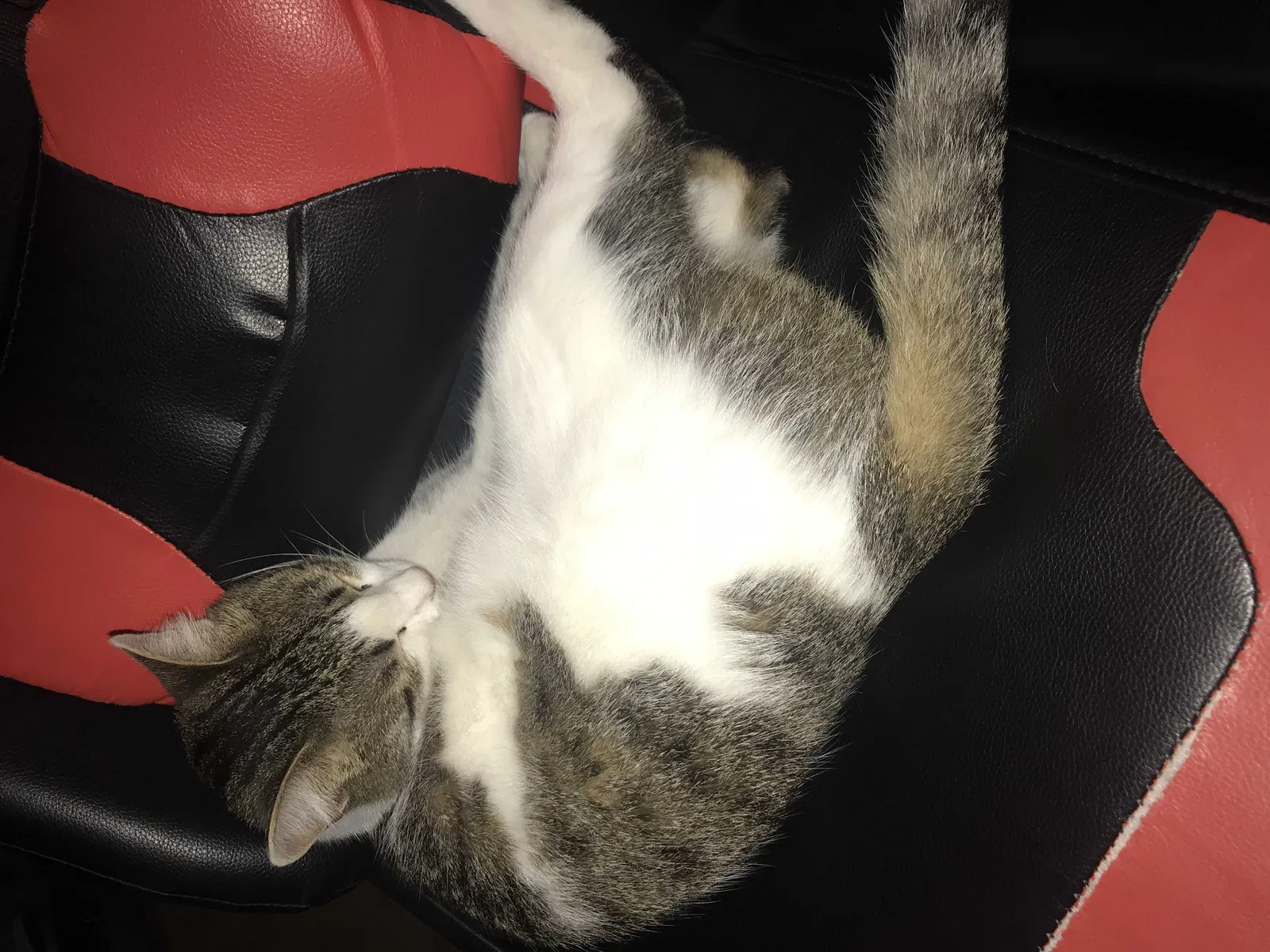 Lost cat in Monmouth, OR, 97361
