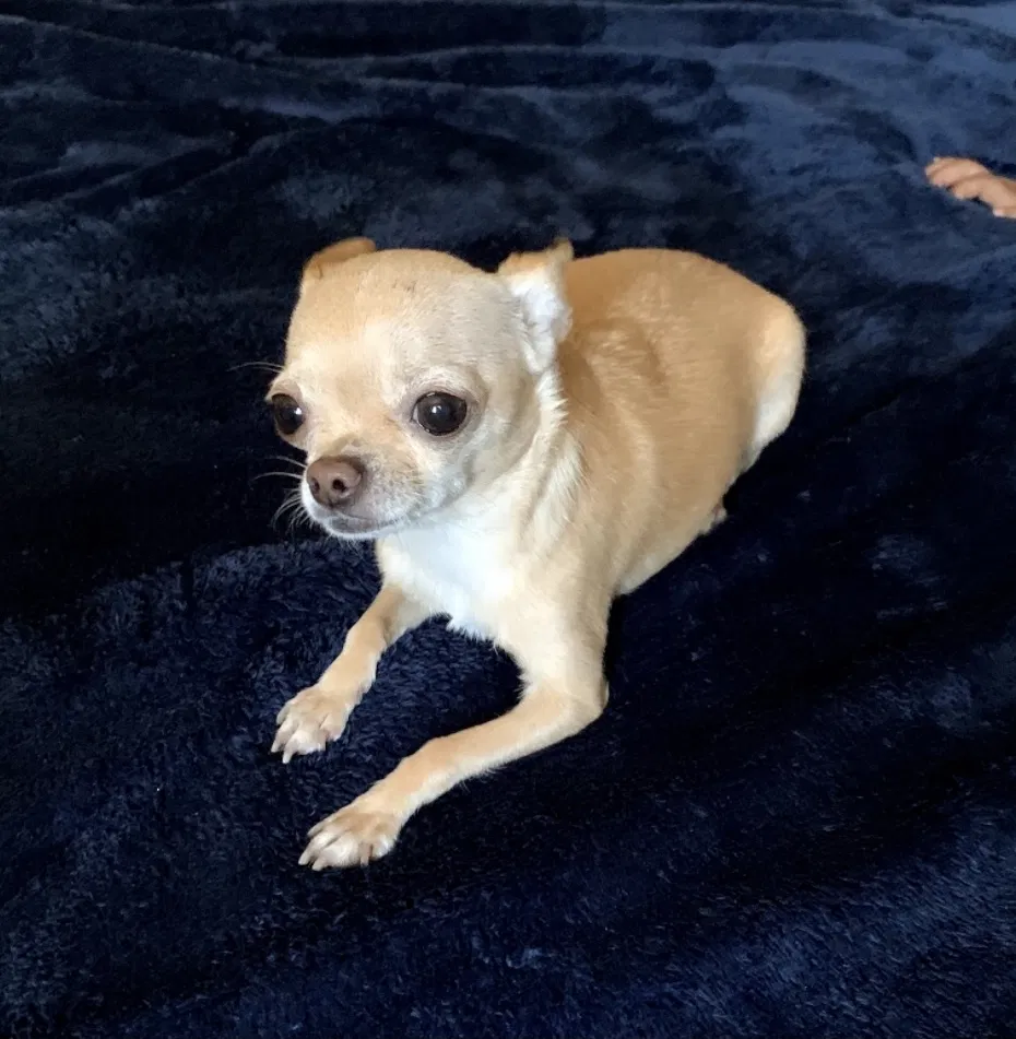 Lost dog in San Pablo, CA, 94806