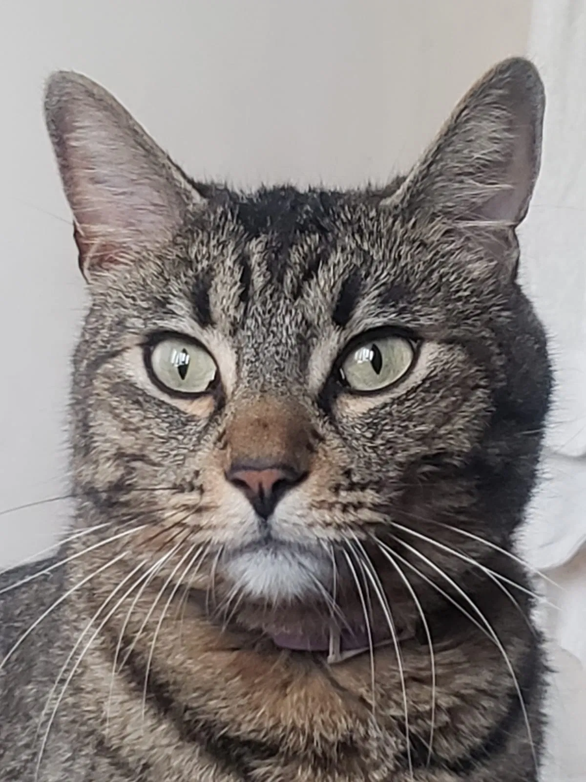 Lost cat in Los Angeles, CA, 90042