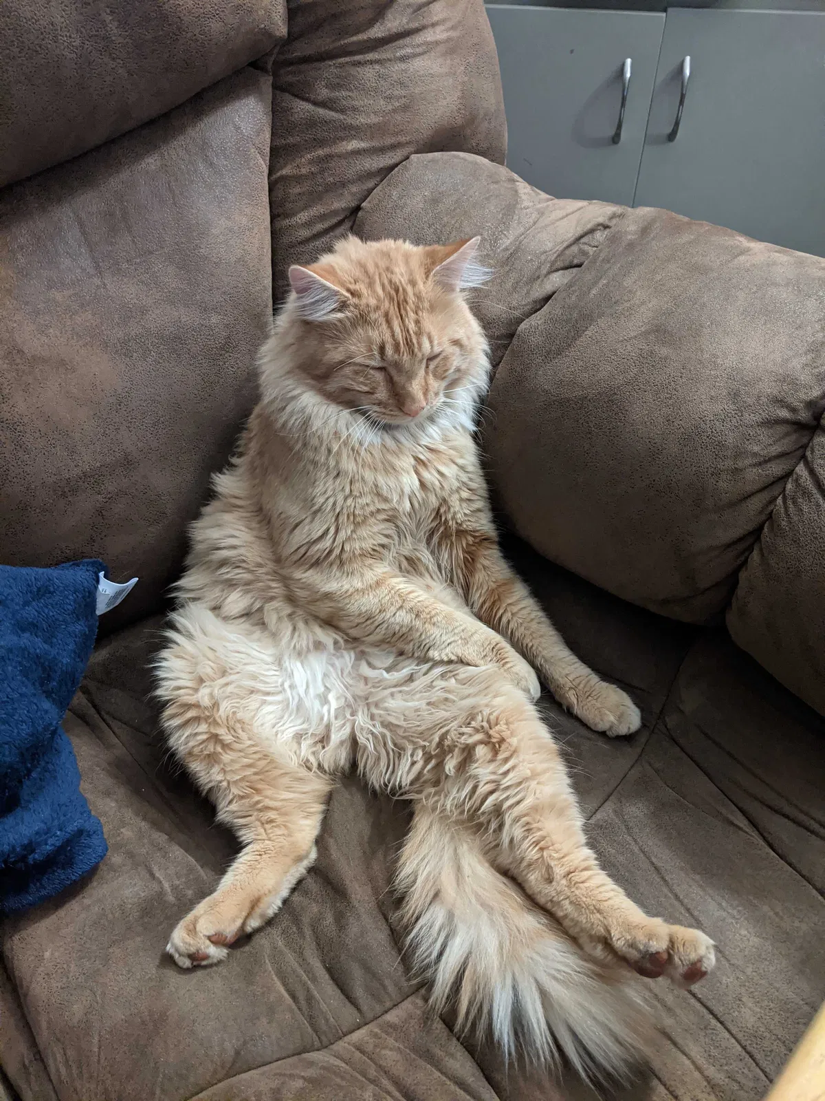 Lost cat in Missoula, MT, 59803