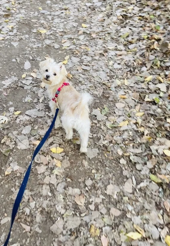 Lost dog in Saint Louis, MO, 63132