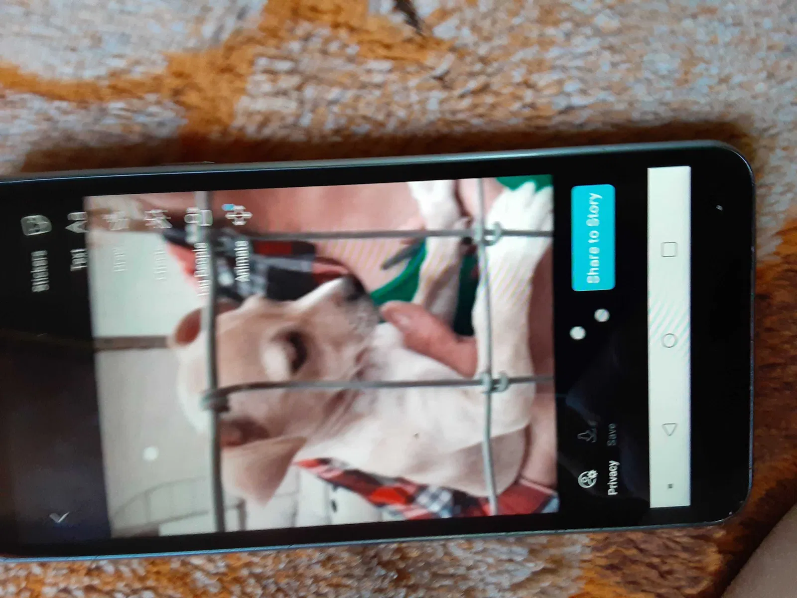 Lost dog in Roswell, NM, 88201