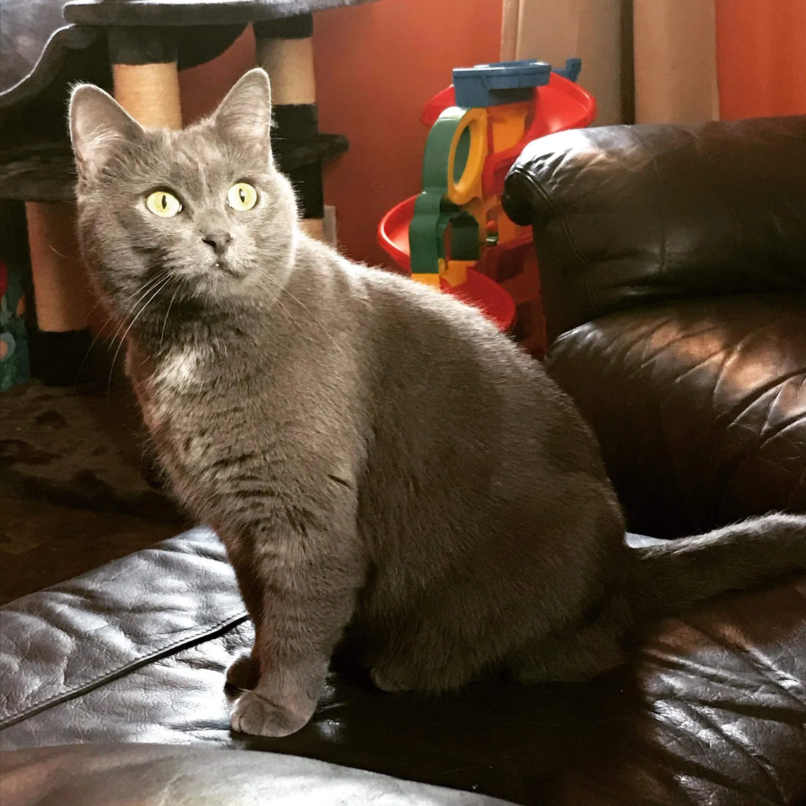 Lost cat in Battle Creek, MI, 49014