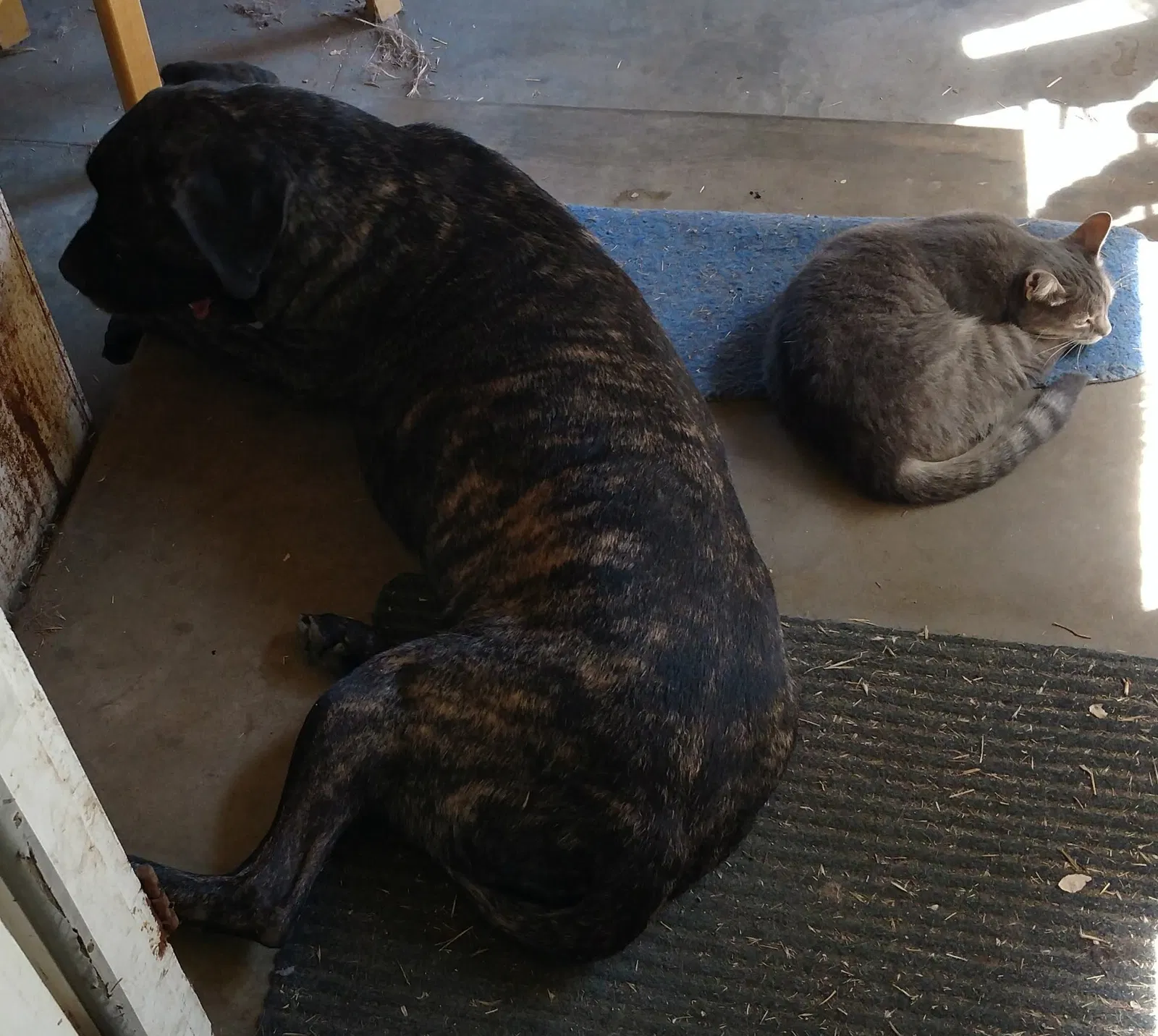 Lost cat in Fresno, CA, 93703