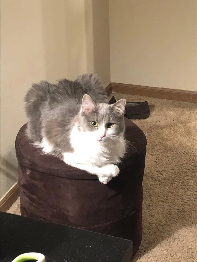 Lost cat in Westerville, OH, 43081