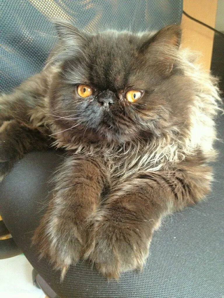 Lost cat in Northbrook, IL, 60062