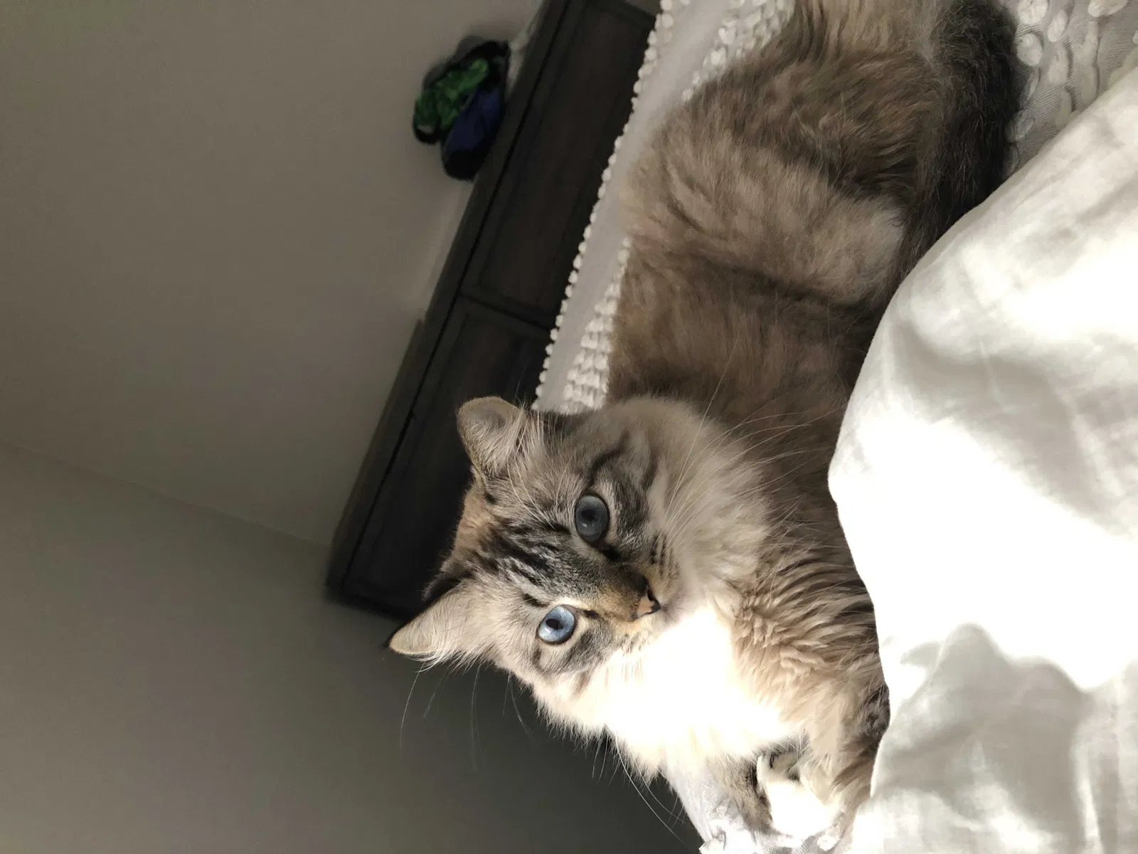 Lost cat in New Orleans, LA, 70119