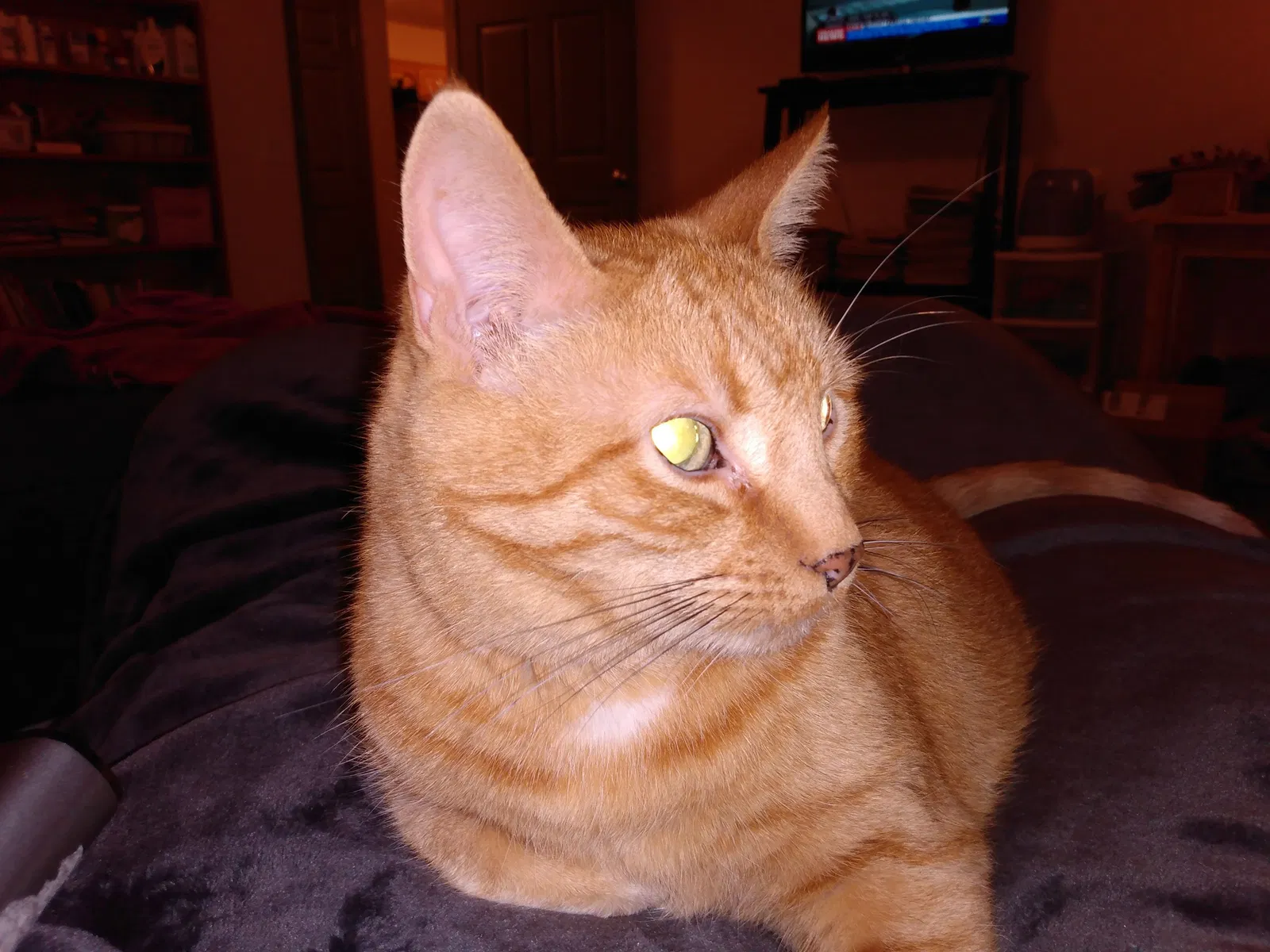 Lost cat in New Holland, PA, 17557