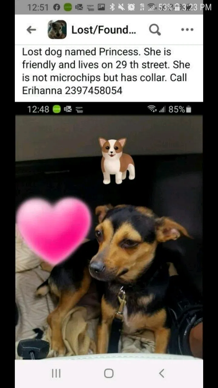 Lost dog in Cape Coral, FL, 33993