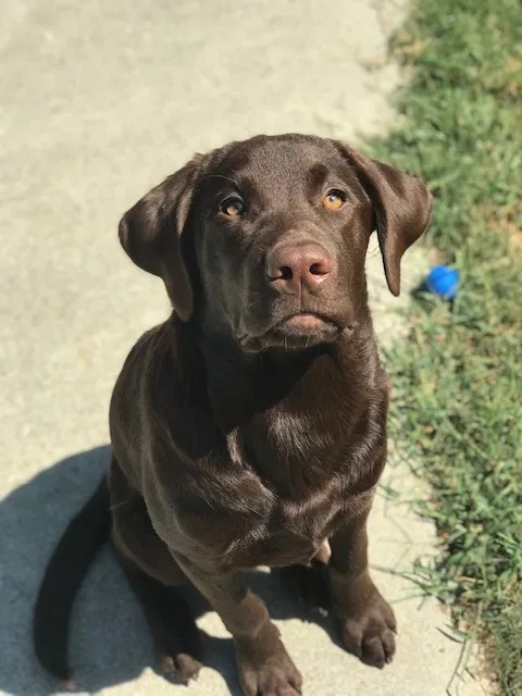 Lost dog in Taylorsville, GA, 30178