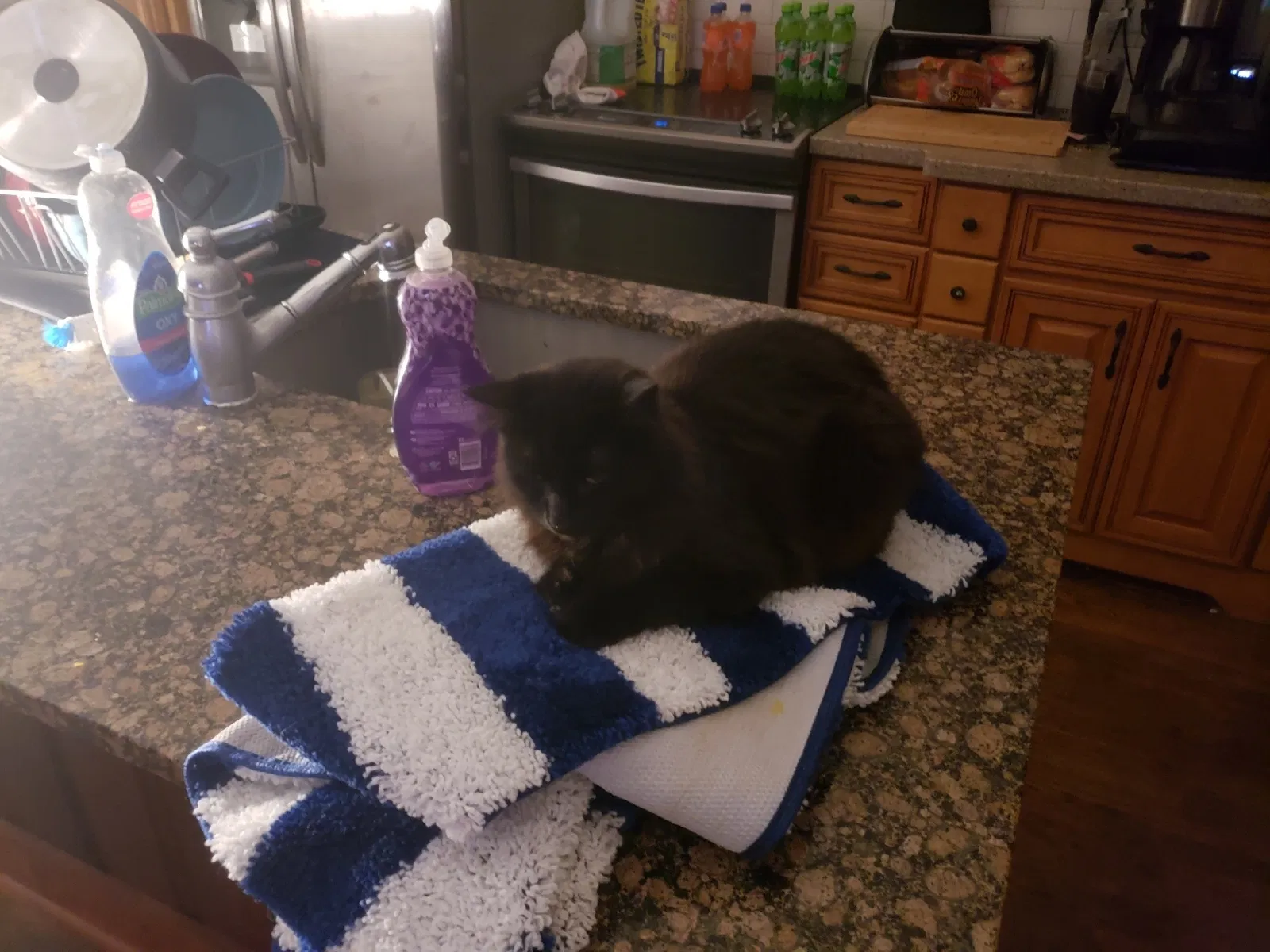 Lost cat in Rome, GA, 30161