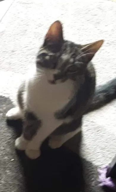 Lost cat in Fort Wayne, IN, 46807