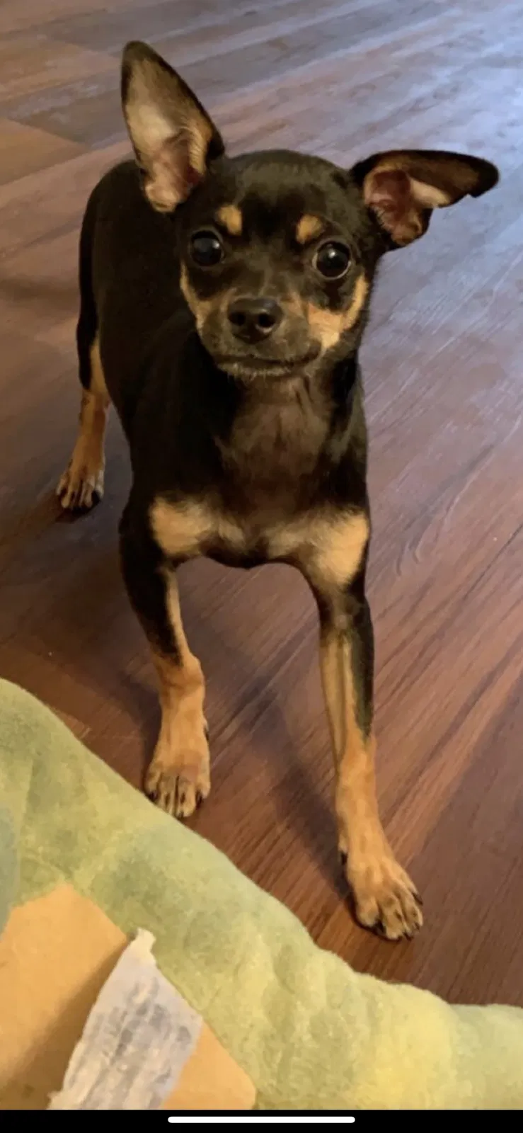 Lost dog in Grand Prairie, TX, 75051