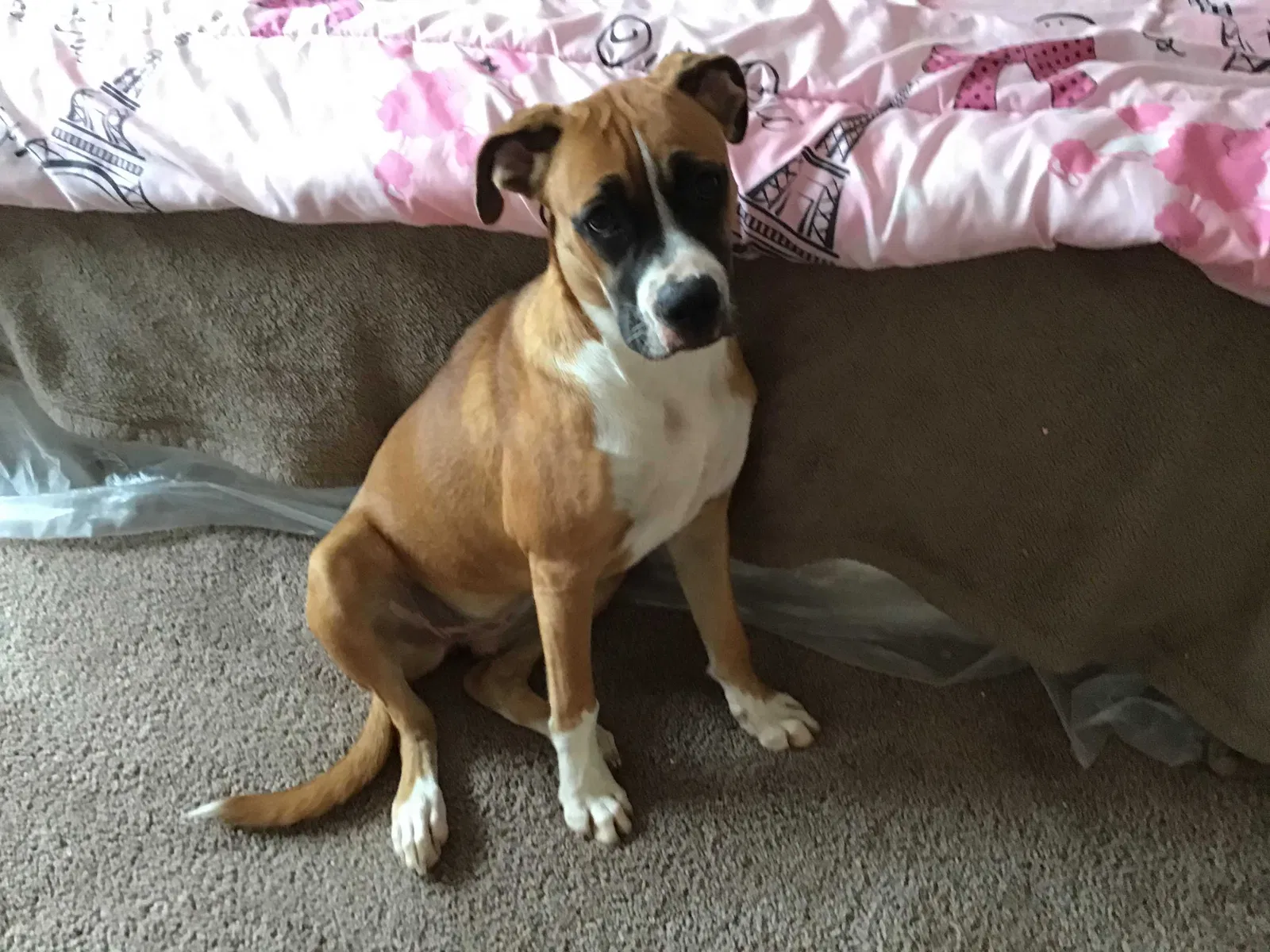 Lost dog in Grand Prairie, TX, 75051