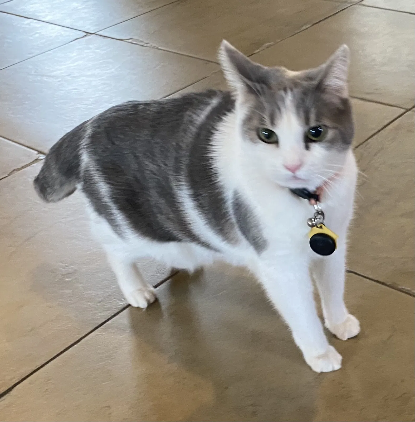 Lost cat in Peoria, AZ, 85383