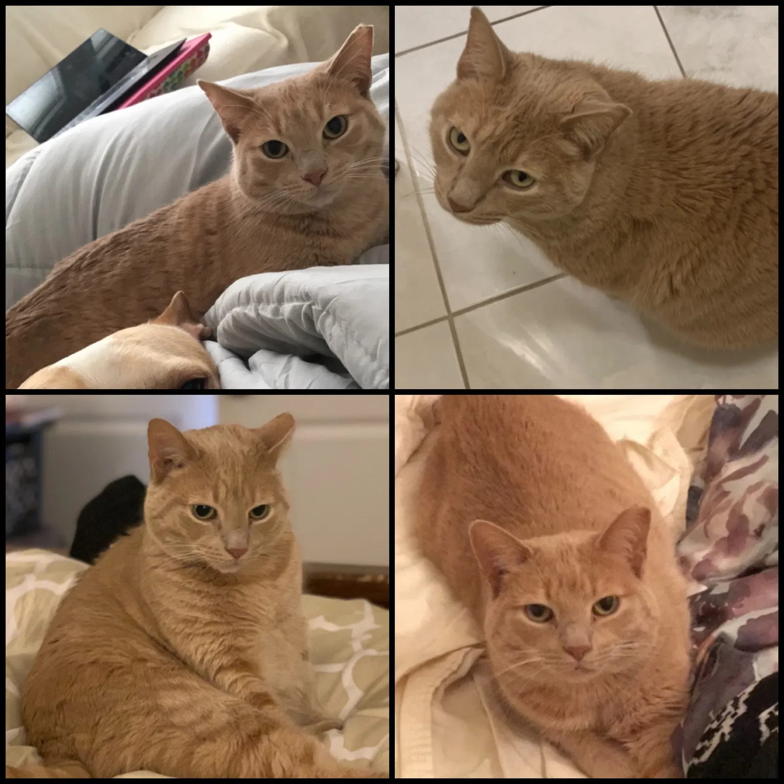 Lost cat in Norwood, NJ, 7648